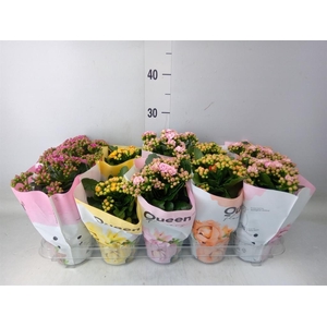 Kalanchoe blos.   ..rosebud mix GR