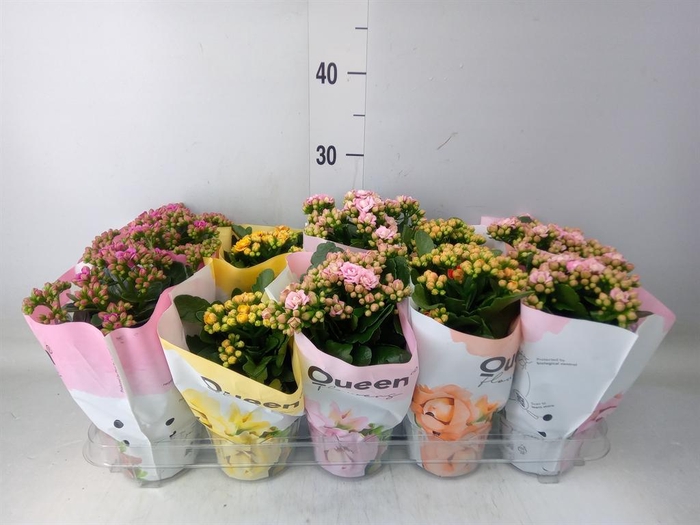 <h4>Kalanchoe blos.   ..rosebud mix GR</h4>