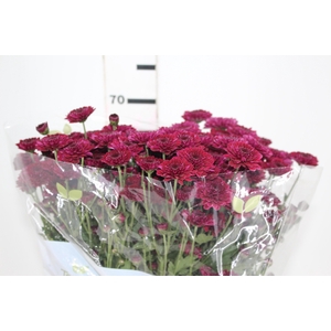 CRISANTEMO SANTINI JINDA 070 CM