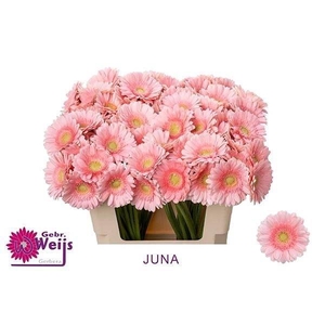 GERBERA MI 'JUNA'