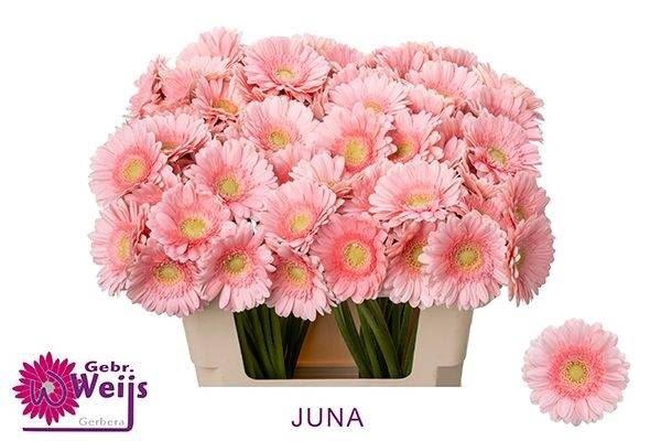 <h4>GERBERA MI 'JUNA'</h4>