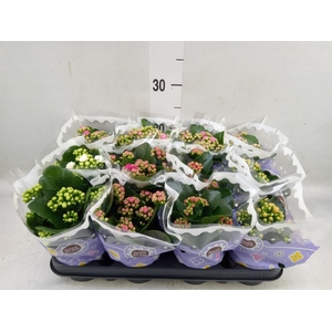 Kalanchoe blos.   ..rosebud mix  5