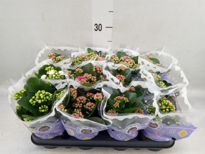 <h4>Kalanchoe blos.   ..rosebud mix  5</h4>