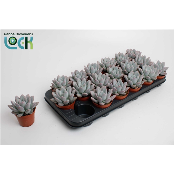 <h4>Echeveria oviferum parva</h4>