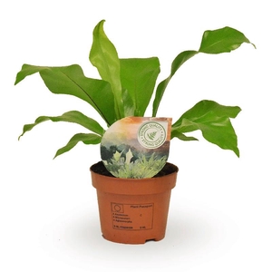 Asplenium Nidus