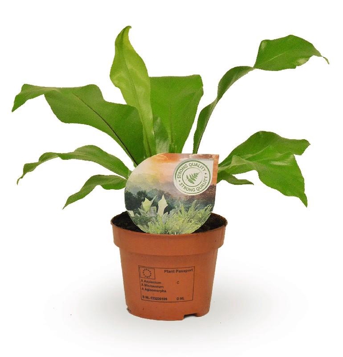 <h4>Asplenium Nidus</h4>
