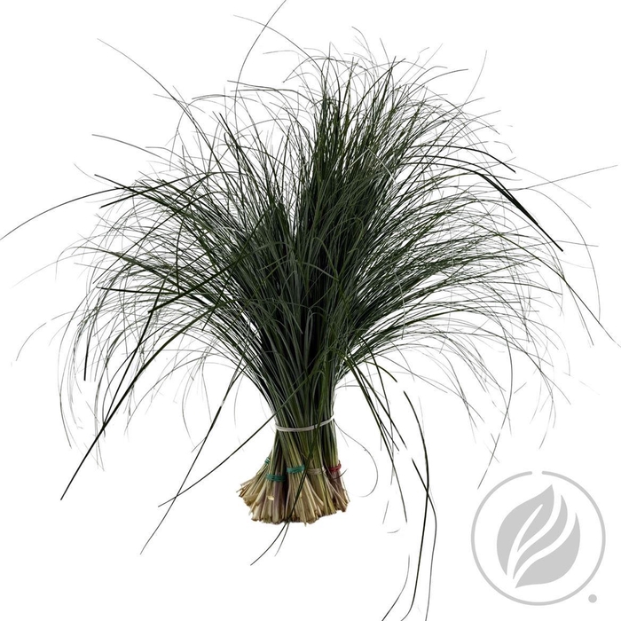 Beargras Ventium X20