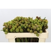 Kaaps Groen Baubles