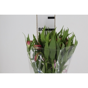ALSTROEMERIA ALYNA 080 CM