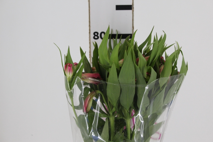 ALSTROEMERIA ALYNA 080 CM