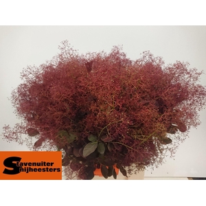 COTINUS MAGICAL RED FOUNTAIN