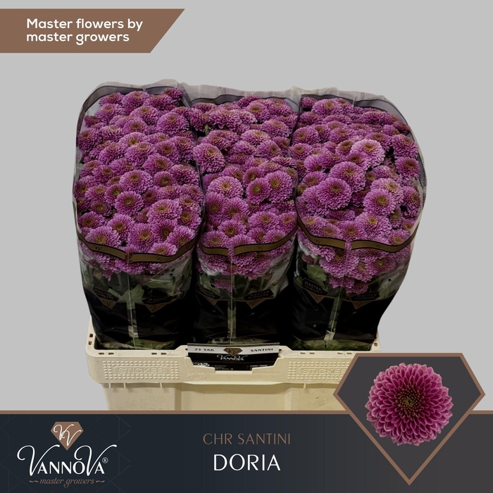 <h4>CHR SAN AAA DORIA CHR S DORIA</h4>