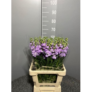 Matth Iron Marine