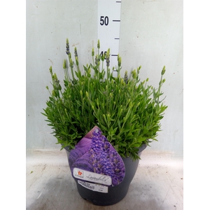 Lavandula angus. 'Spear Blue'
