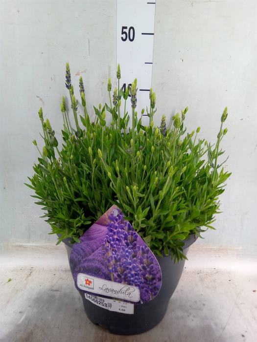<h4>Lavandula angus. 'Spear Blue'</h4>