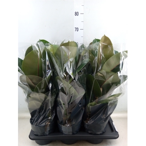 Ficus elastica 'Robusta'