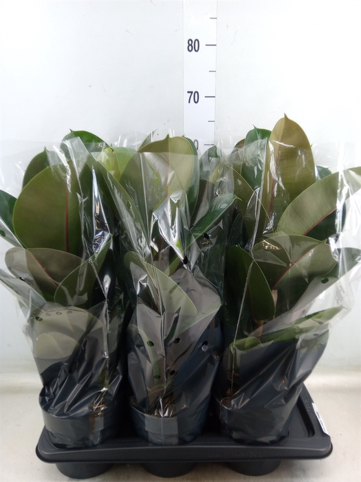 <h4>Ficus elastica 'Robusta'</h4>