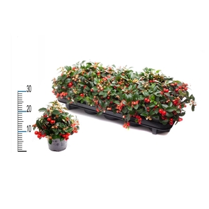 Gaulth Pr Big Berry P11