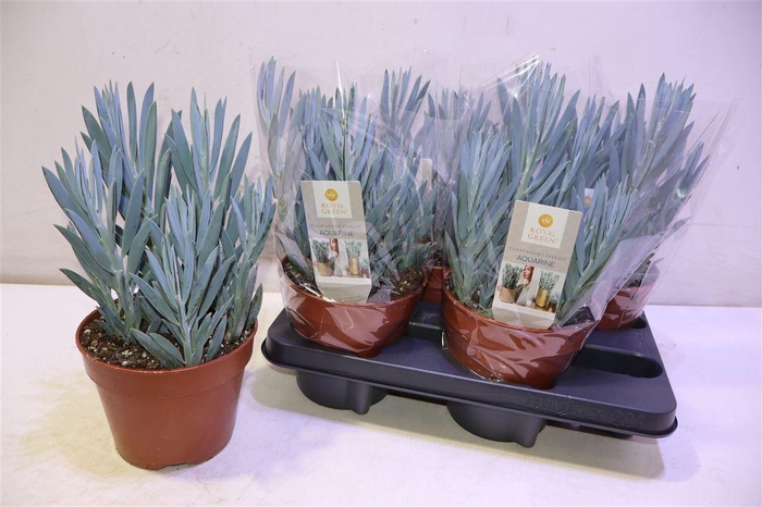 <h4>Curio Fic Mt Everest</h4>