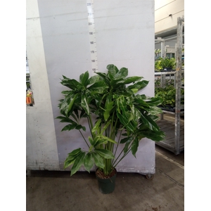 Philodendron  'Fun Bun'