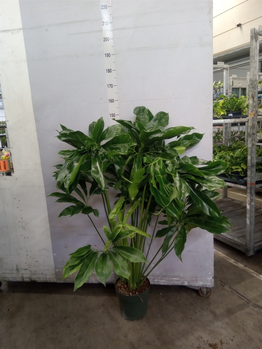 <h4>Philodendron  'Fun Bun'</h4>