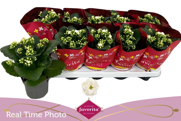 <h4>KAL B GE C MENZEL</h4>