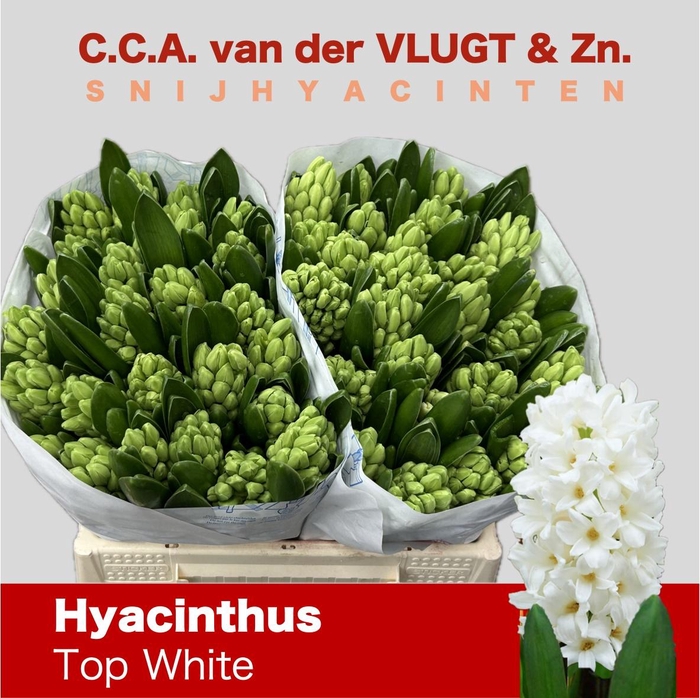 <h4>HYAC TOP WHITE</h4>