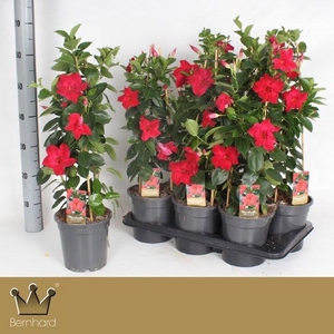 MANDE SUN RED