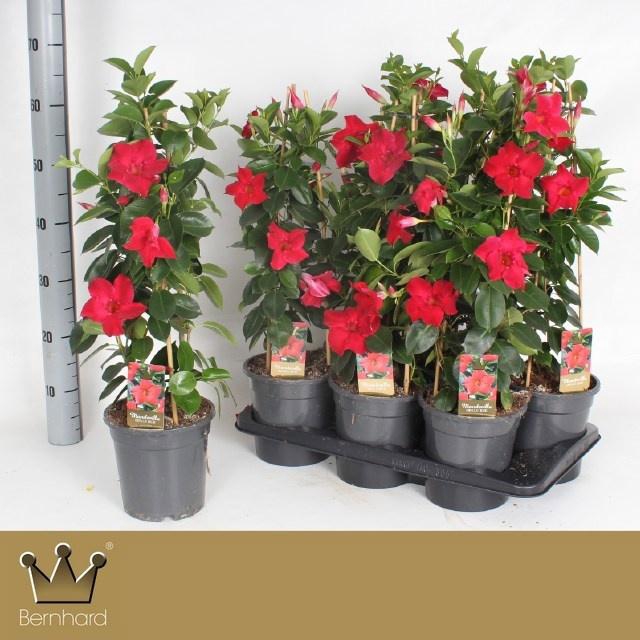 <h4>MANDE SUN RED</h4>