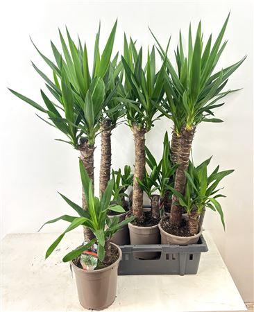 <h4>Yucca 60-20 Cm</h4>