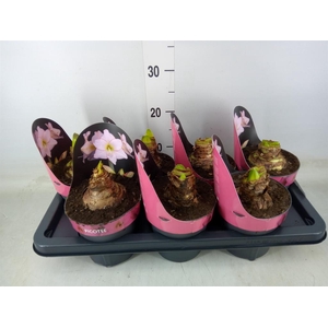 Hippeastrum DI 'Picotee'