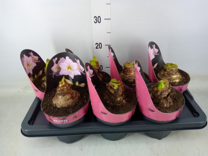 <h4>Hippeastrum DI 'Picotee'</h4>