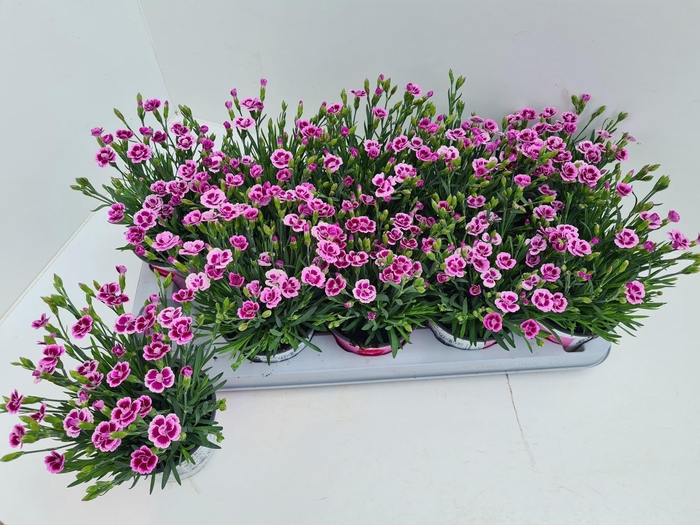 arr8 Dian Di Pink Kisses