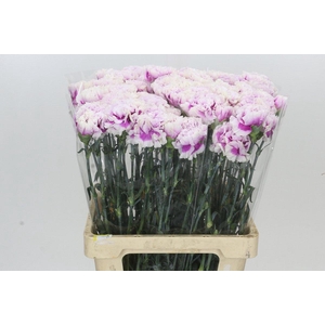 Dianthus St Laura