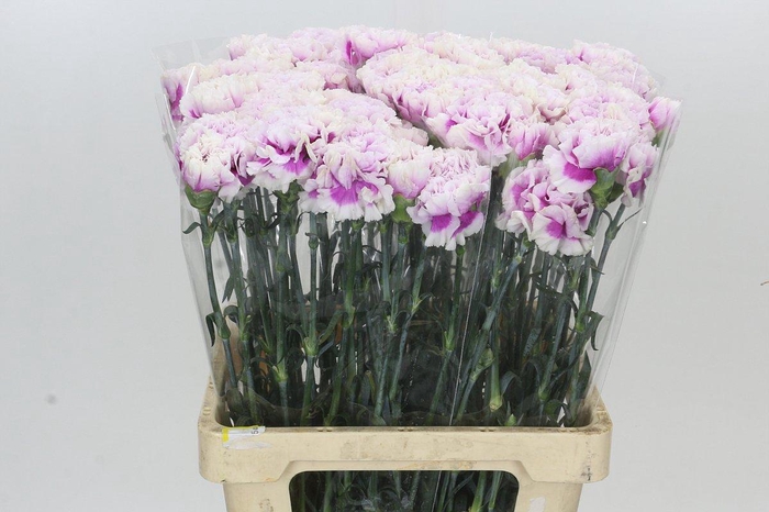 Dianthus St Laura