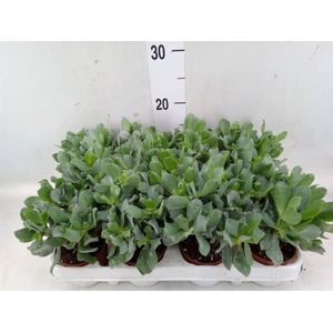 Crassula arborescens subsp. undilat