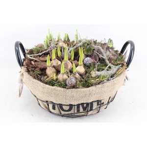 arr4 Bollenmix MB - Draadmand laag home