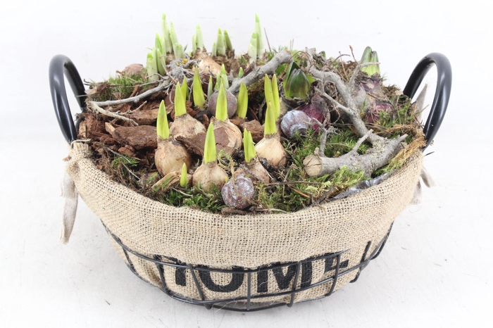 <h4>arr4 Bollenmix MB - Draadmand laag home</h4>