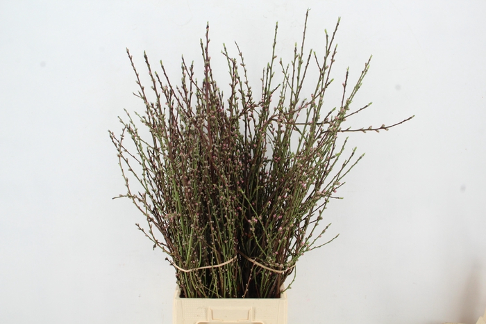 ABRIKOZENBLOESEM PER STEM 100CM