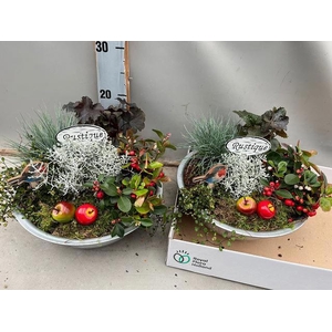 ARR TUINPLANTEN