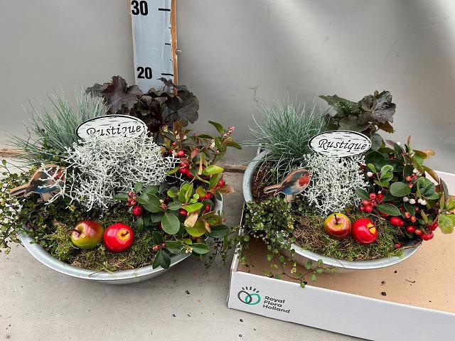 <h4>ARR TUINPLANTEN</h4>