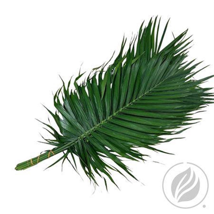 <h4>Catpalm Ventium 90cm</h4>