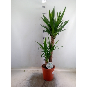 Yucca