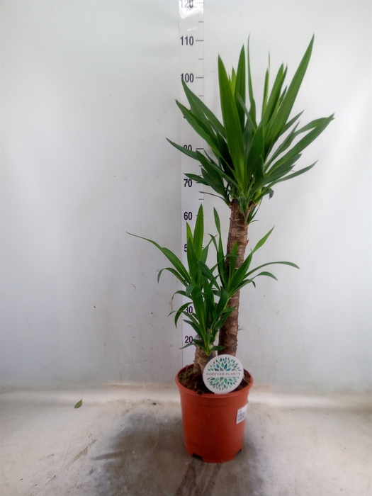 <h4>Yucca</h4>