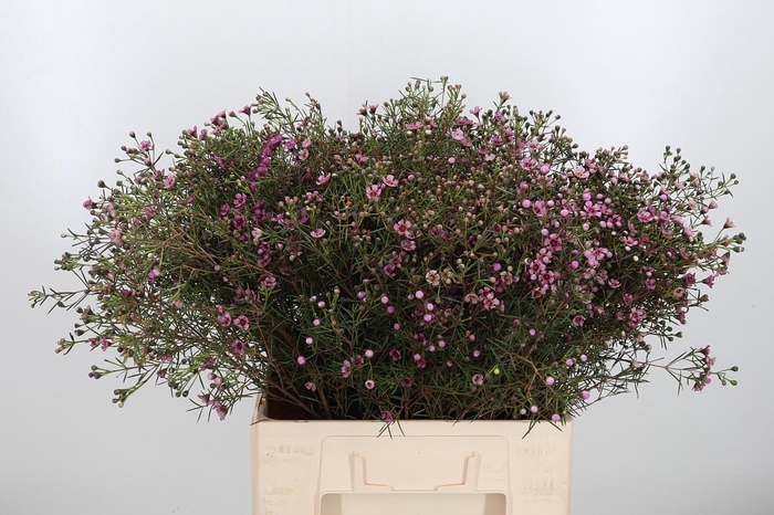 <h4>Chame Un Jupiter</h4>