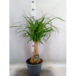 Beaucarnea recurvata