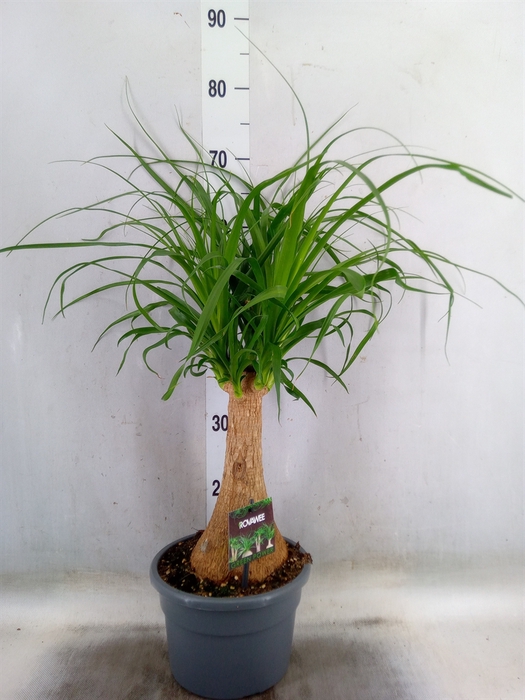 <h4>Beaucarnea recurvata</h4>