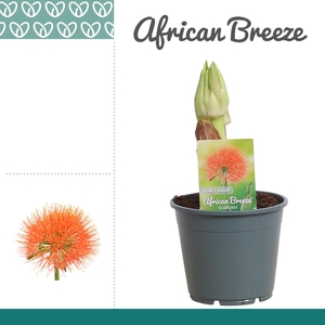 Scadoxus multiflorus