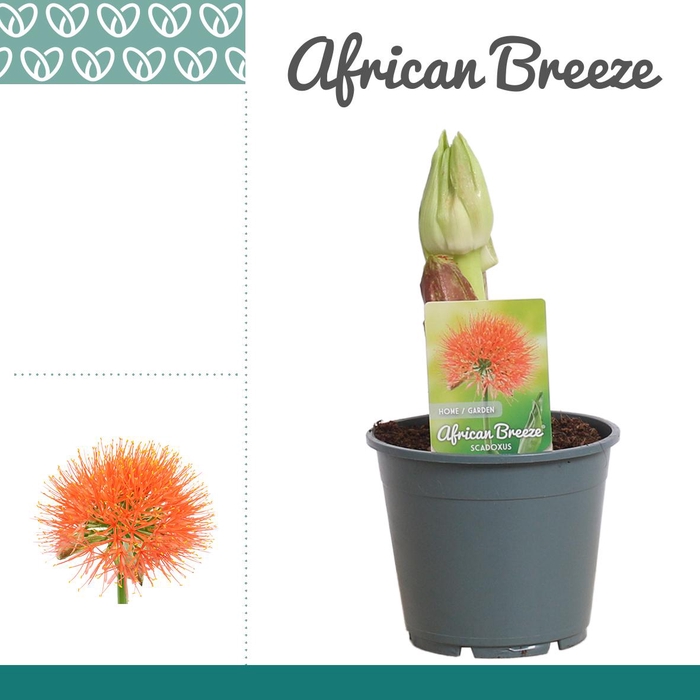 <h4>Scadoxus multiflorus</h4>