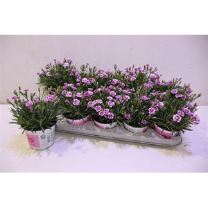 arr8 Dianthus Pink Kisses